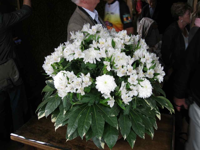 IMG_0252