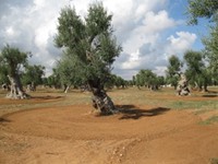 IMG 0545