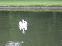 IMG 0971