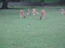 IMG 1031