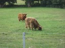 IMG 1192