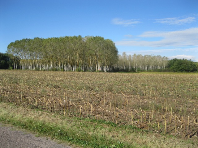IMG 1721