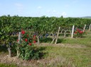 P1100554-M